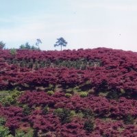 紅楓產(chǎn)地、紅楓價格、南京滬寧苗木園藝場