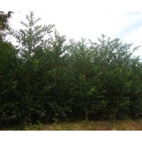 泉州竹柏，福建竹柏，小葉竹柏，竹柏小苗，圓葉竹柏