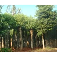 香樟樹(shù)介紹 香樟樹(shù)基地 苗圃 湖南香樟樹(shù)