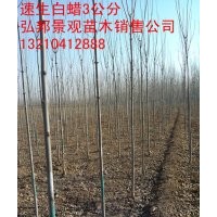 弘邦苗圃出售【速生白蠟-國槐】