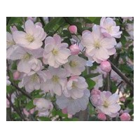 八棱海棠樹 致富不用愁