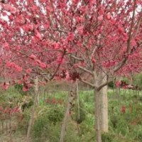 基地直銷苦楝.碧桃.紫葉桃.櫻花.垂柳.構(gòu)樹(shù).銀杏