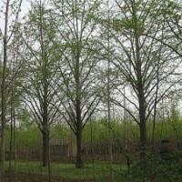 銀杏基地直銷銀杏樹，銀杏樹種子歡迎咨詢