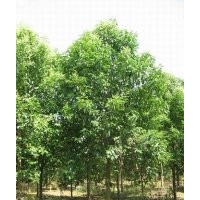 供應(yīng)大葉女貞價(jià)格，高桿女貞價(jià)格，大葉女貞圖片，江蘇高桿女貞價(jià)