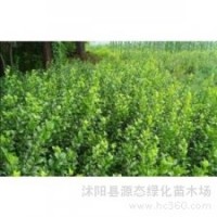 供應(yīng)膠東衛(wèi)矛，膠東衛(wèi)矛價(jià)格，江蘇膠東衛(wèi)矛價(jià)格，膠東衛(wèi)矛基地價(jià)