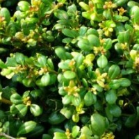 園林綠化苗木價格紅豆杉,黃山欒,香泡,龜甲冬青,樸樹,蜀檜