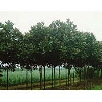 大量3-15cm廣玉蘭出售歡迎選購