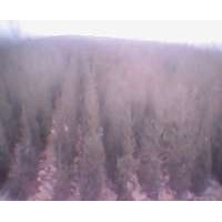 優(yōu)質(zhì)的北京柏檜生產(chǎn)廠家