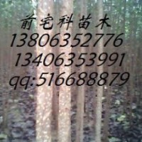 供應(yīng)：1.5--3公分107速生楊樹苗