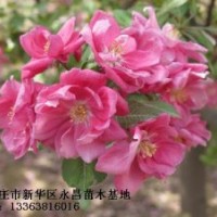 長期供應北美海棠-凱爾斯