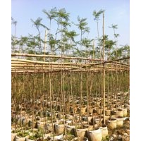 供應(yīng)藍(lán)花楹大袋（10斤袋），比手拇指粗，限量供應(yīng)！