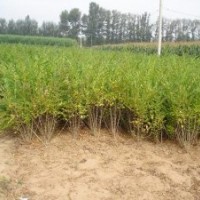 內(nèi)蒙苗木水臘