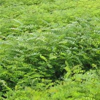 供應(yīng)刺槐苗、白榆苗、杜仲苗、皂角苗等苗木