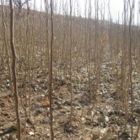 供應(yīng)杜仲苗、杜仲種子