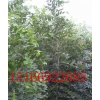 東紅歐洲白蠟價(jià)格/東紅歐洲白蠟廠(chǎng)家/東紅歐洲白蠟圖片