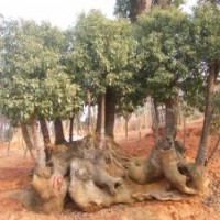 湖南截干移栽香樟|湖南多頭香樟|湖南移栽香樟-跳馬宏景苗圃