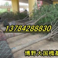 15公分國(guó)槐價(jià)格