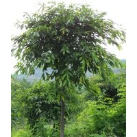 瀘州黃葛樹，黃葛樹基地，黃葛樹用途