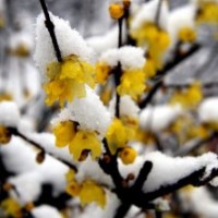 供應(yīng)臘梅、烏桕、枇杷