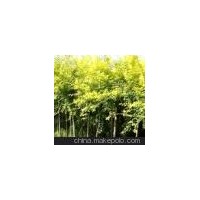 河北榆樹(shù)基地 保定榆樹(shù)苗