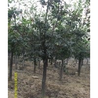 黃櫨，北欒，大葉女貞