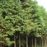 水杉 雪松,廣玉蘭,紅葉石楠