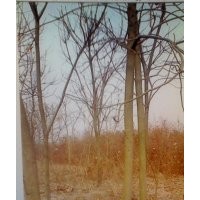 緊急出售青桐13-18公分