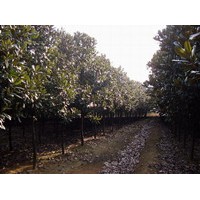 廣玉蘭 重陽木,馬褂木,紅櫸