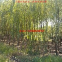 垂柳、紫薇、石楠、大葉女貞、香樟、紅葉李、廣玉蘭