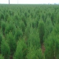 側(cè)柏苗【側(cè)柏苗】【側(cè)柏苗價(jià)格】