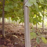 大量出售國槐.合歡.法桐.白臘.毛白楊多種多樣的月季花