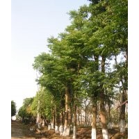 四川欒樹，欒樹苗圃，欒樹點(diǎn)景樹，欒樹大樹