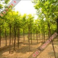 泓遠(yuǎn)綠化苗木基地供應(yīng)各種優(yōu)質(zhì)嫁接方式的金葉榆報(bào)價(jià)