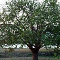 八棱海棠樹價(jià)格/海棠樹產(chǎn)地/八棱海棠種子價(jià)格