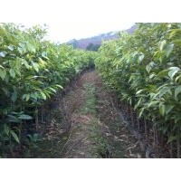 造林種苗沉香苗種植