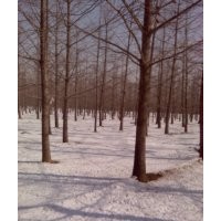 銀杏樹最新價格