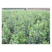 20冠幅冬青苗70冬青苗80冬青苗1米冬青苗山東冬青苗