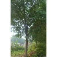 出售大小白蠟和國槐