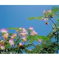 大量供應(yīng)合歡樹(shù)