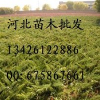 供應沙地柏 沙地柏批發(fā) 沙地柏基地 沙地柏哪里便宜 大量出售沙地