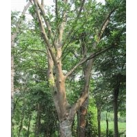 低價(jià)供應(yīng)8公分以上全冠、移植柚子樹(shù)