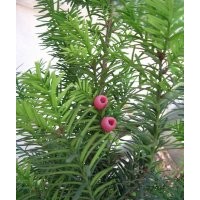 大量供應(yīng)各種苗木