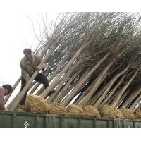 國槐銷售中心專業(yè)供應(yīng)國槐新生苗木