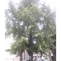 4棵實生銀杏