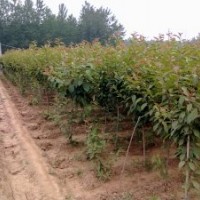 櫻花小苗 早櫻 晚櫻 紅櫻花