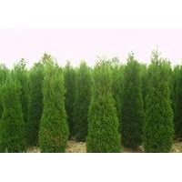 常年直銷龍柏，塔柏，刺柏，紅葉小檗等綠化苗木