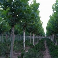 出售10-13公分法桐