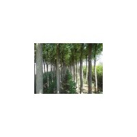 山西國槐 速生國槐 占地國槐