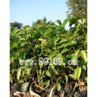 供應(yīng)桉樹、扁桃、串錢柳、垂柳、垂榕等