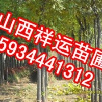 供應(yīng)核桃苗 國槐苗 刺槐苗 油松 白皮松 側(cè)柏 蘋果苗